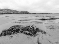 Bernera